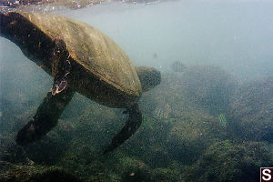 Turtle Swimming