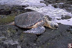 Turtle Hauled out at Kahalu'u Beach