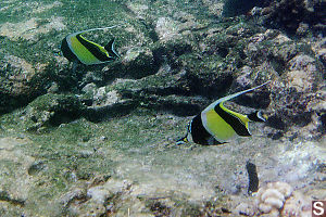 Pair of Moorish Idols