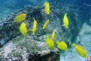 Yellow Tang's Feeding in a School