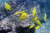 yellow tang