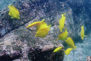 Yellow Tang's Feeding in a School