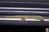 Gecko Between Glass