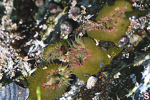 Aggregate Green Anemone