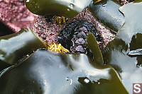 Chiton Under Kelp