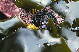 Chiton Under Kelp