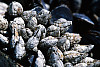 Goose Barnacle or Goose Neck Barnacle