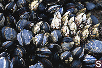 Mussels And Barnacles