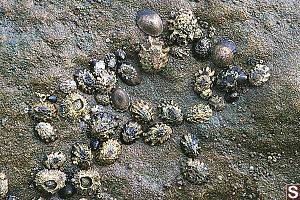 Shield Limpet And Ribbed Limpet