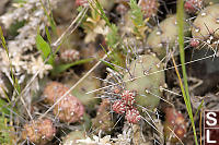 Brittle Prickly-Pear Cactus On Bluff