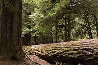 Giant Tree Fallen