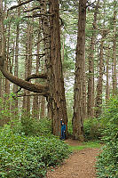 Helen Dwarfed By Douglas Fir