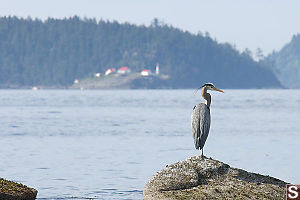 Heron With Lighthouse