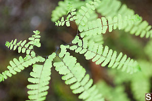 Maiden Hair Fern