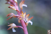 Spotted Coralroot