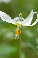 White Fawn Lily