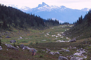 Black Tusk In Background