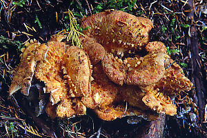 Maybe something Chanterelle