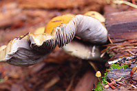 Giant And Tiny Mushroom