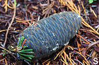 Sub Alpine Fir Cone