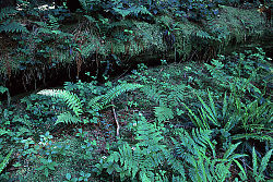 Tree With Green