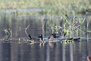 American Coot With Common Moorhen