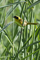 Beldings Yellowthroat In Tall Grass