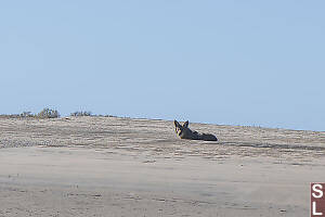 Coyote In Sand Dunes