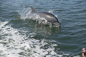 Dolphin High In Boat Wake