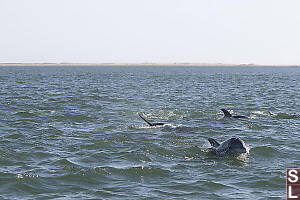 Family Of Bottlenose Dolphins