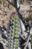 Galloping Cactus