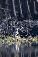Great Blue Heron With Burnt Palm Trees