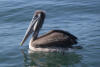 Juvinile Pelican