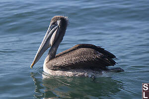Juvinile Pelican