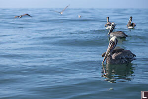 Pelicans Hoping For Hand Outs