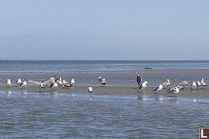 Reddish Egret With Seagulls
