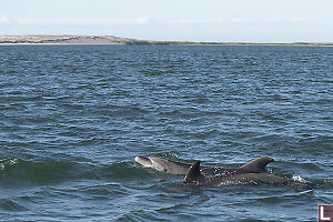 Sand Dunes With Bottlenose Dolphins