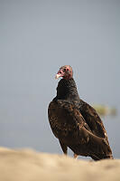 Turkey Vulture On Beach
