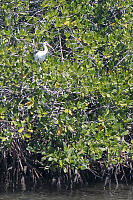 White Ibis In Mangroves