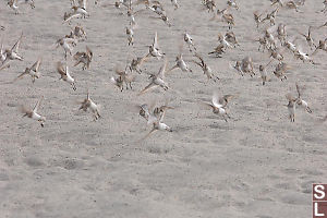 Western Sandpipers Flying Away