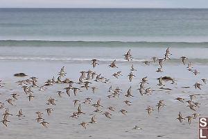 Western Sandpipers Flying By