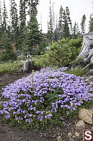 Davidson's Beardtongue