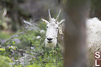 Female 2 Hiding Behind Tree