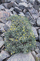 Shrubby Cinquefoil In Rocks