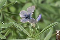 Western Tailed-Blue Butterfly