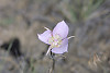 sagebrush mariposa lily