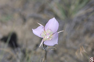 Another Purple Flower