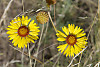 common gaillardia, brown eyed susan