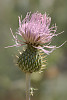 wavy-leaf thistle