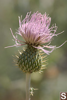 Wavy-Leaved Thistle